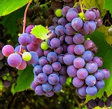 Le raisin, allié de la rentrée Le raisin, allié de la rentrée